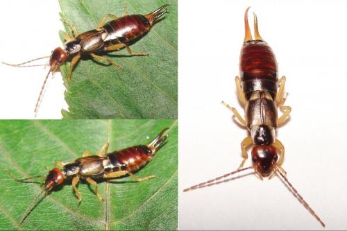 Forficula auricularia